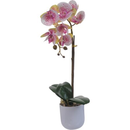Orquidea