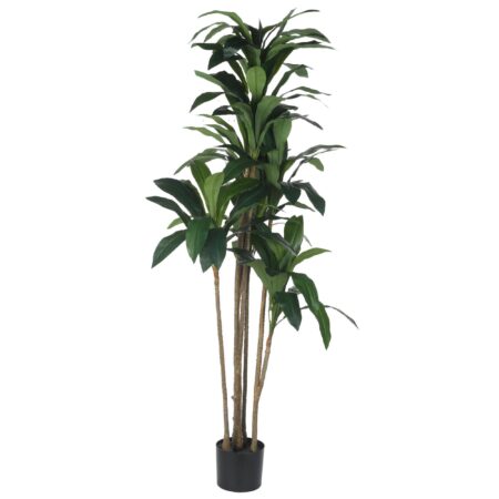 Planta Cpote