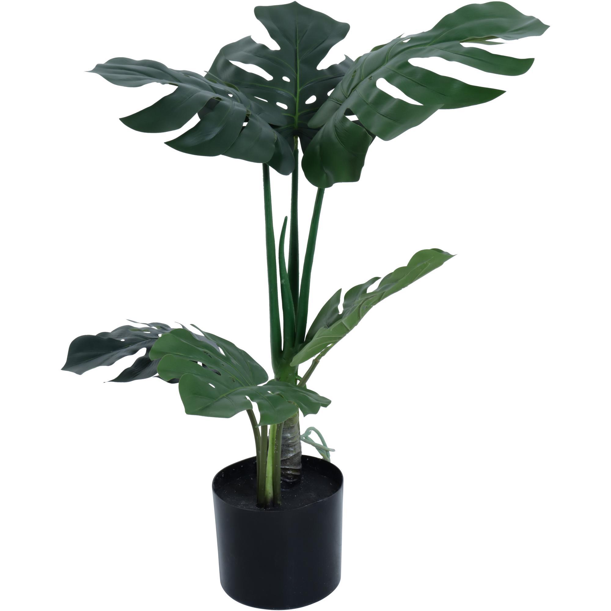 Planta con Pote